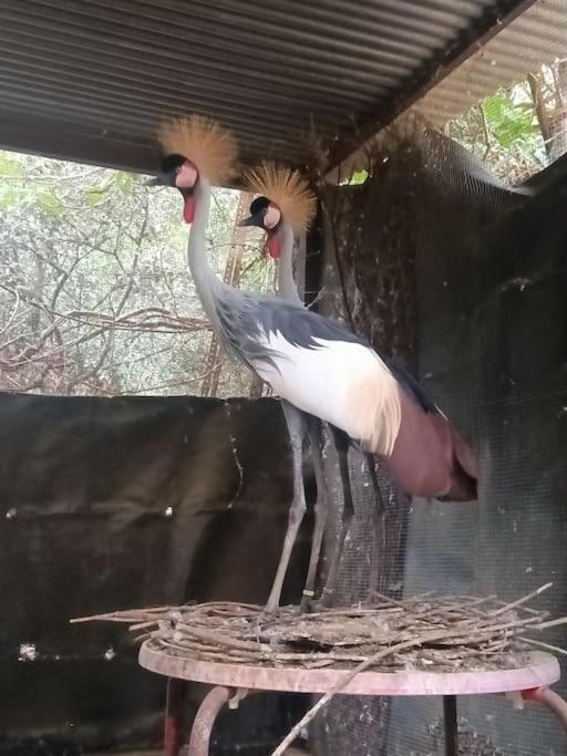 Casa Rural En El Campo Con Animales, Piscina Y Barbacoa Almodovar del Rio Luaran gambar