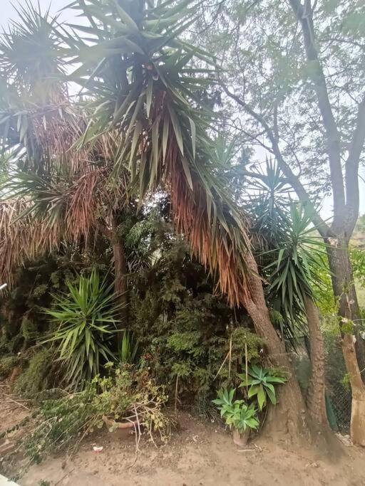 Casa Rural En El Campo Con Animales, Piscina Y Barbacoa Almodovar del Rio Luaran gambar