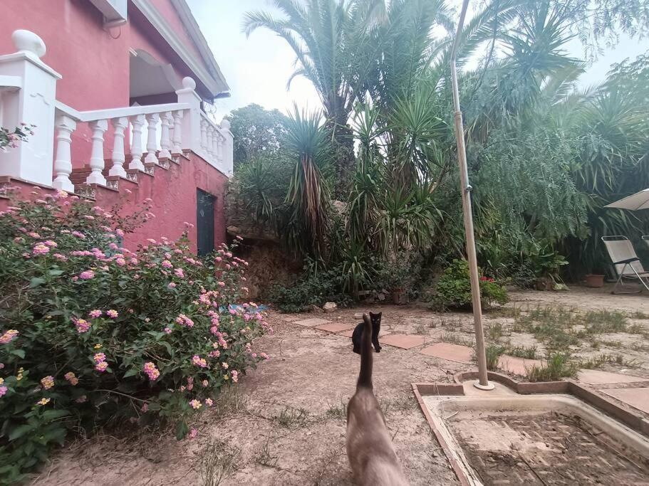 Casa Rural En El Campo Con Animales, Piscina Y Barbacoa Almodovar del Rio Luaran gambar