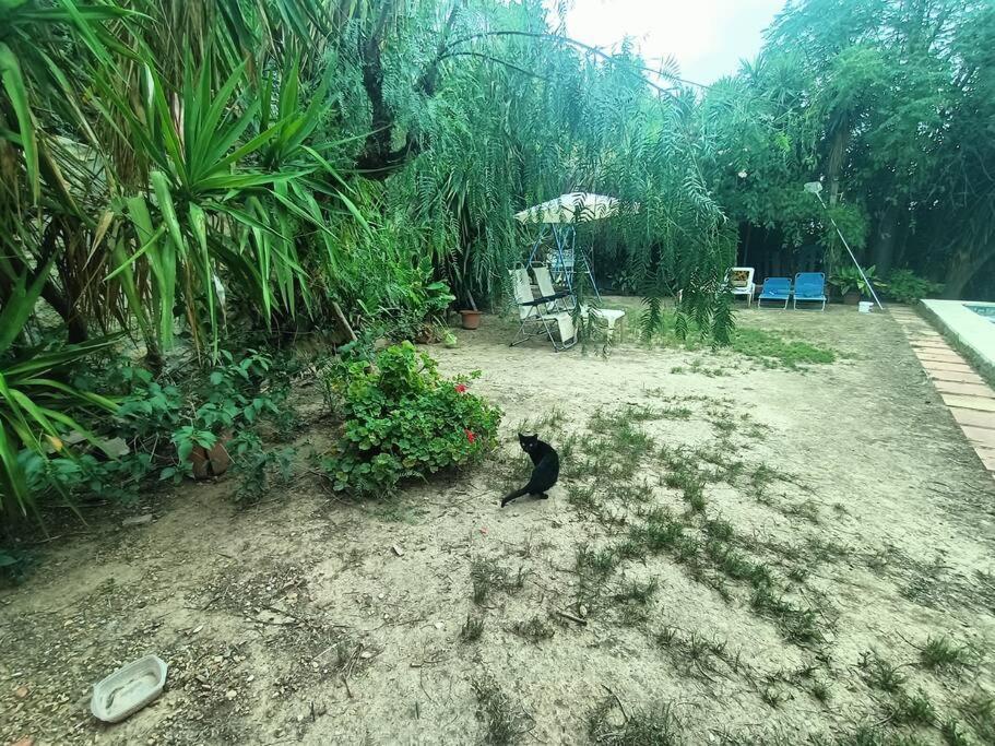 Casa Rural En El Campo Con Animales, Piscina Y Barbacoa Almodovar del Rio Luaran gambar